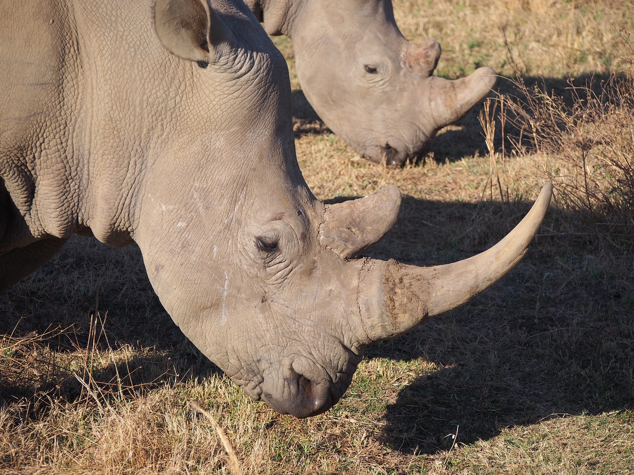 rhino wars