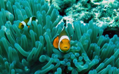 satellite imaging for oceans